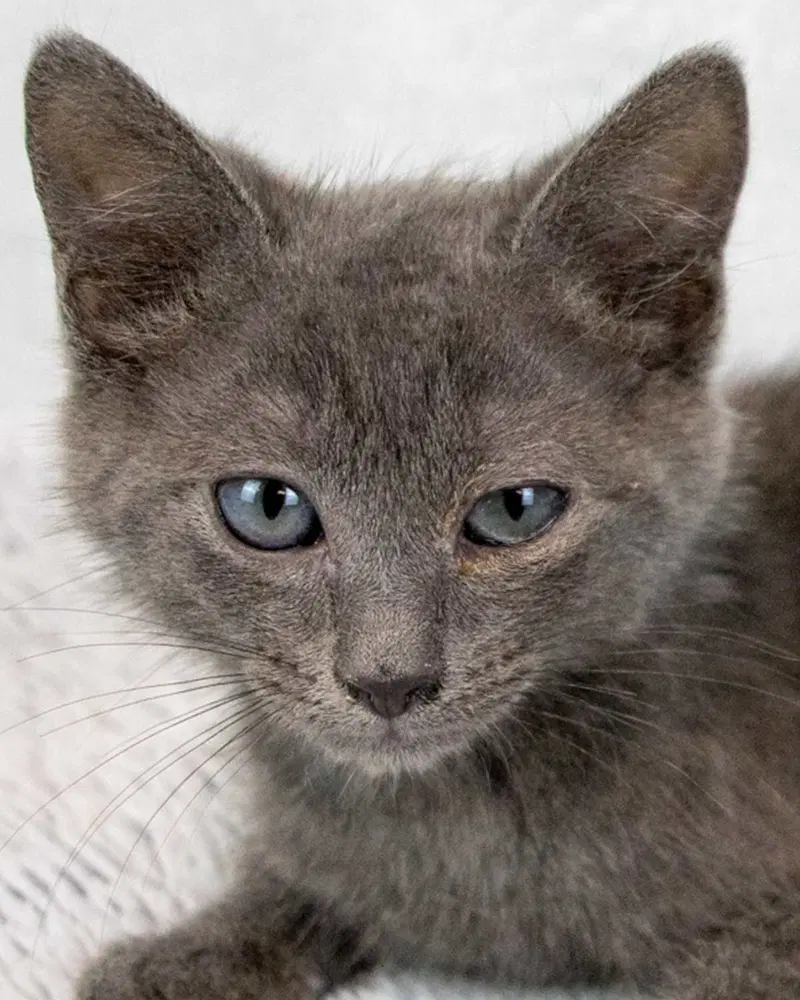 Jerry, a male kitten up for adoption
