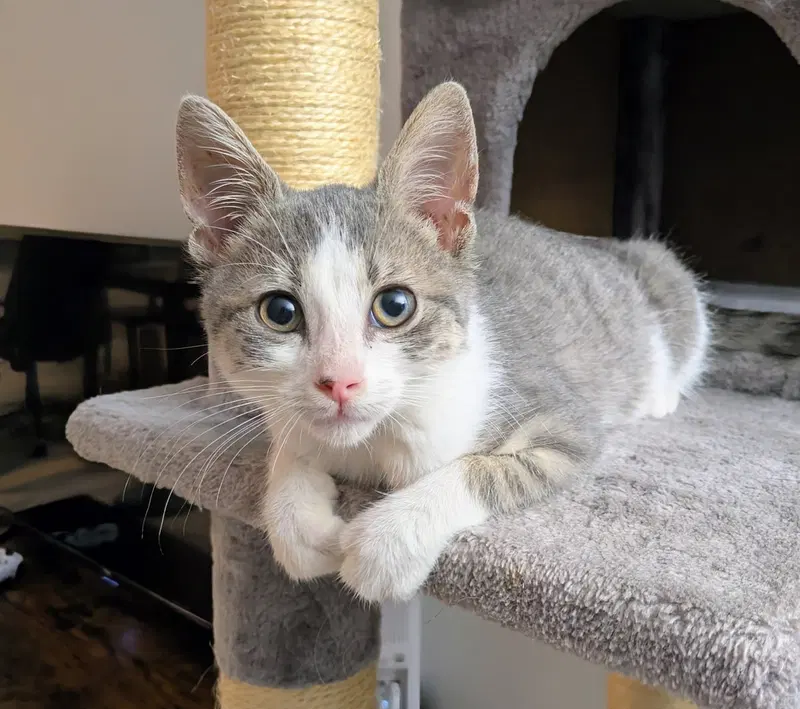 Ghost, a male kitten up for adoption