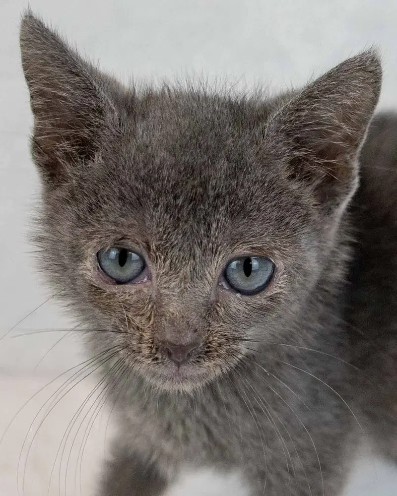 George, a male kitten up for adoption