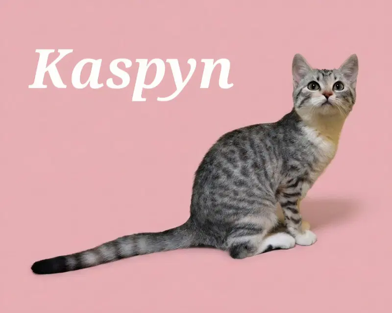 Kaspyn, a female kitten up for adoption