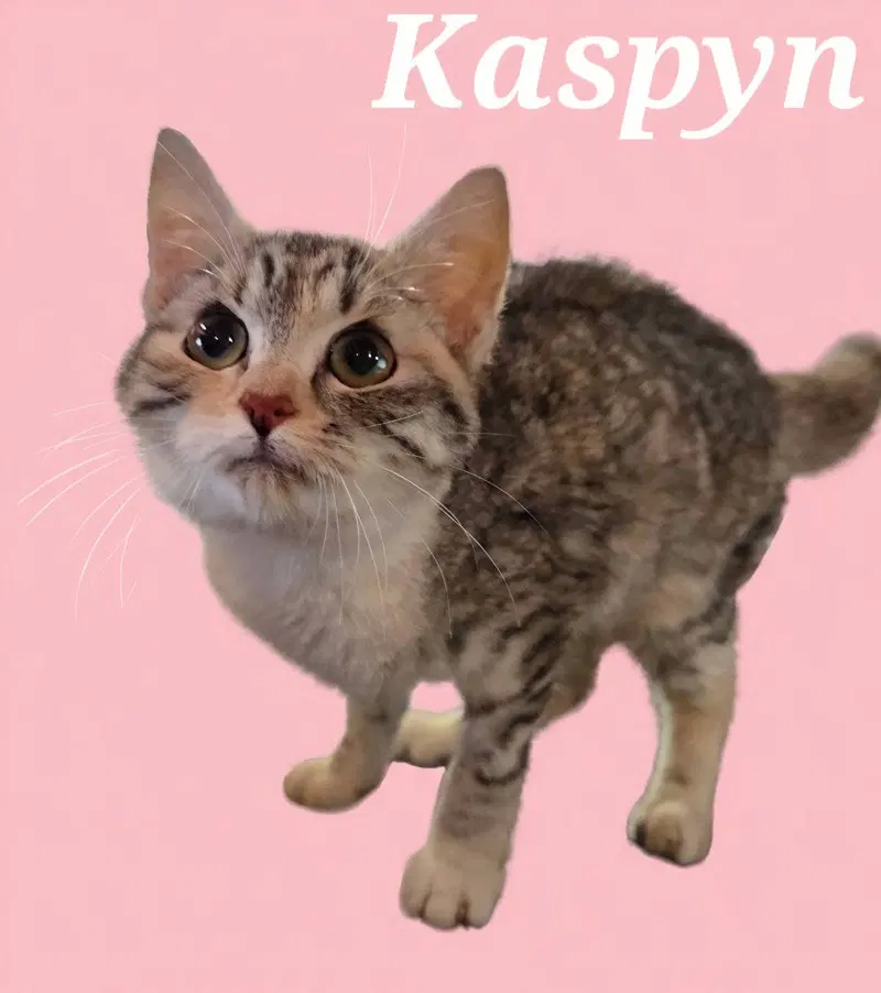 Kaspyn, photo 3