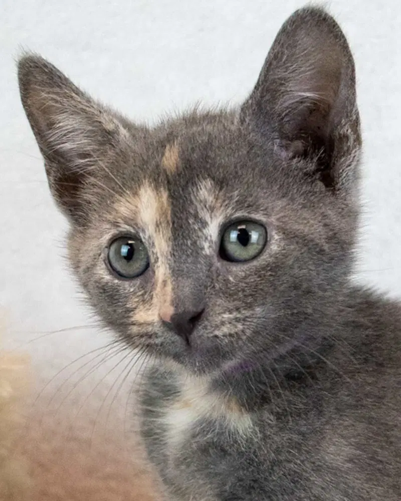 Elaine, a female kitten up for adoption