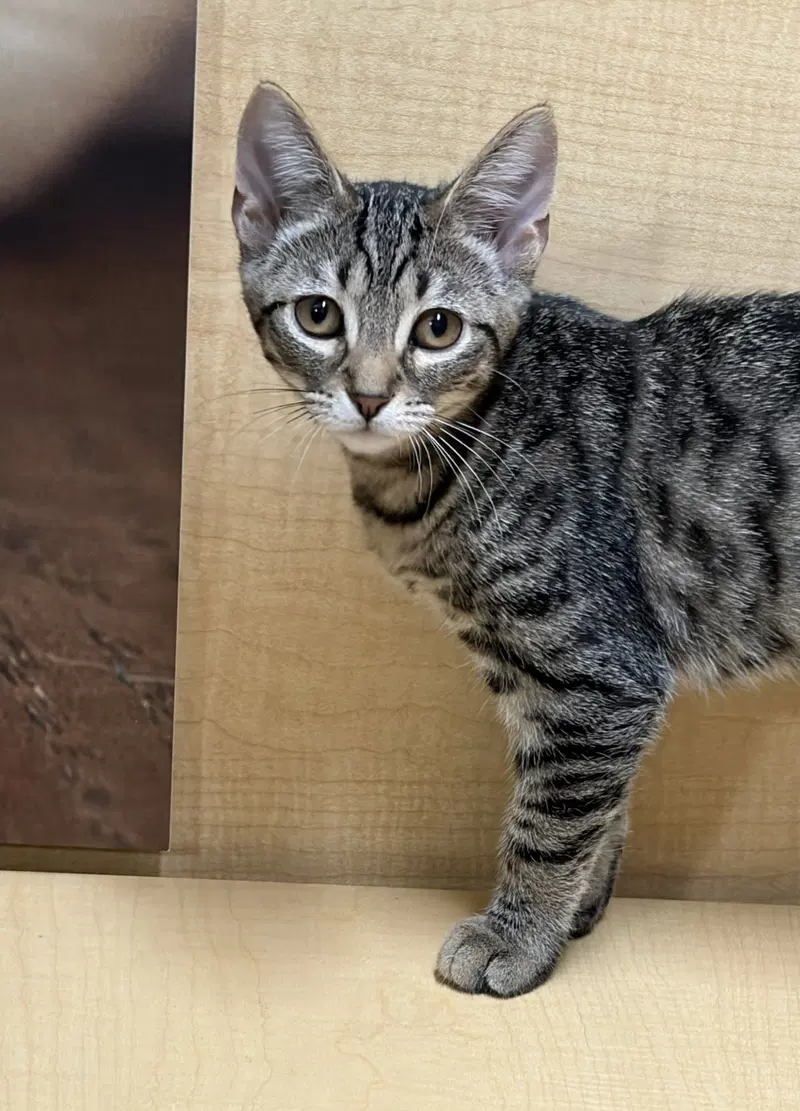wanda, a female Tabby kitten up for adoption
