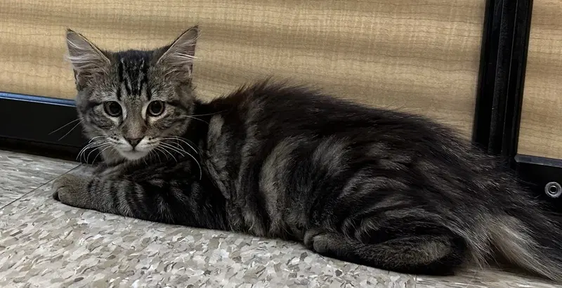 ms.marvel, a female Tabby kitten up for adoption
