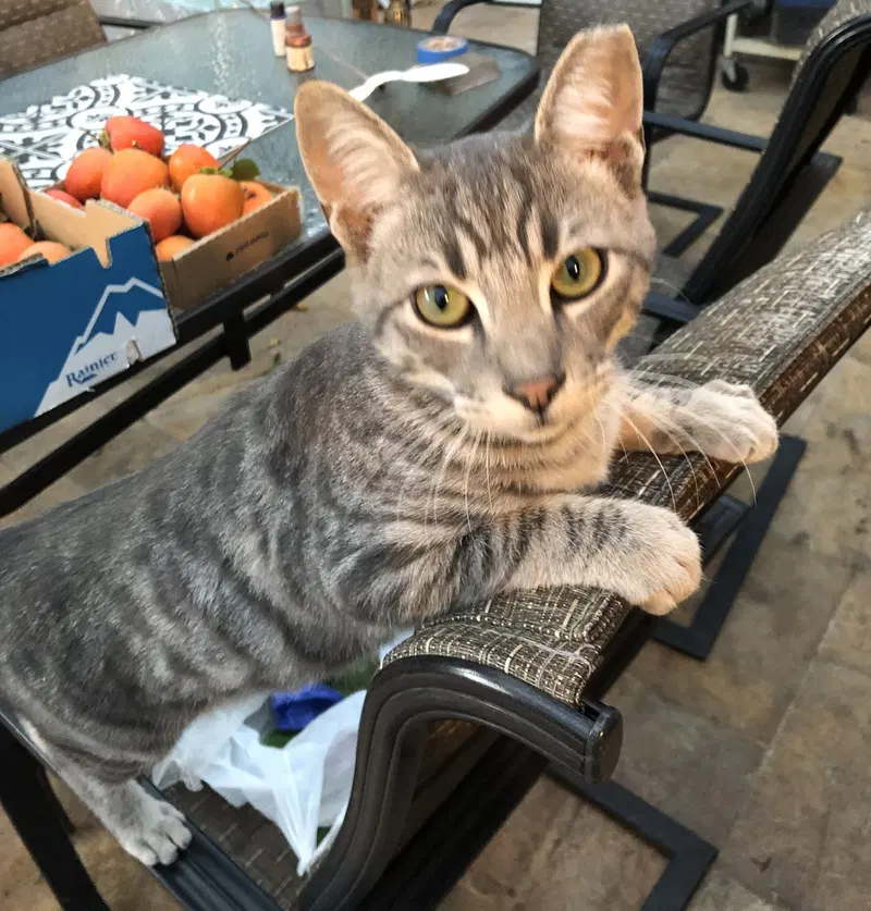 Athos, a young male cat up for adoption