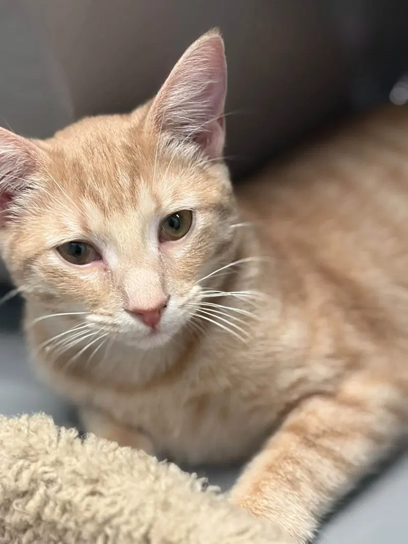 Bones, a female kitten up for adoption