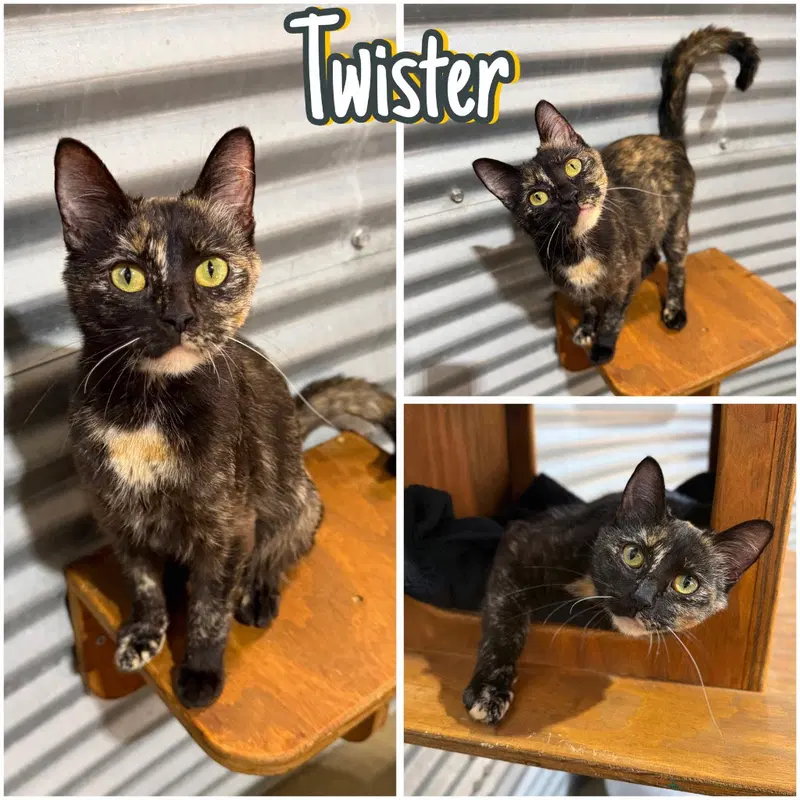 Twister, a young female cat up for adoption