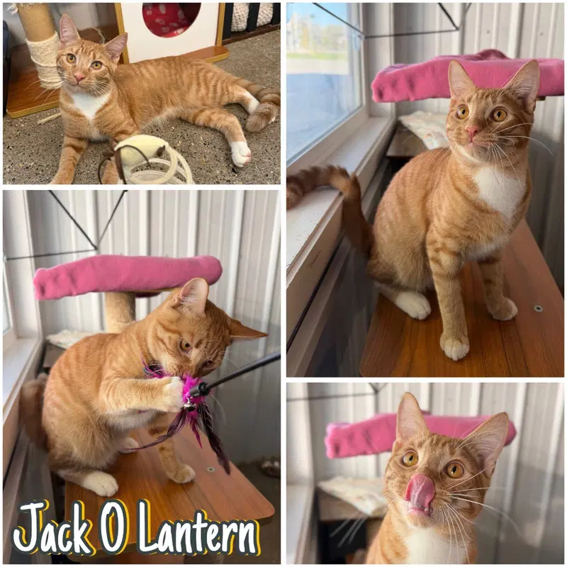 Jack-O-Lantern, a young male cat up for adoption