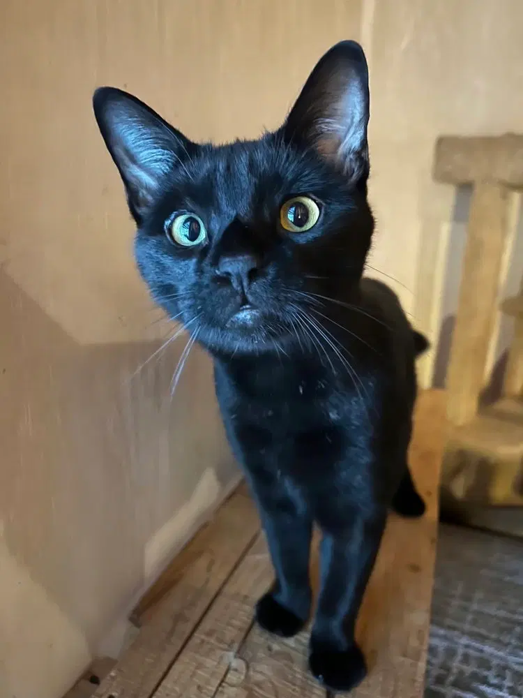 Bubba, an adult male cat up for adoption