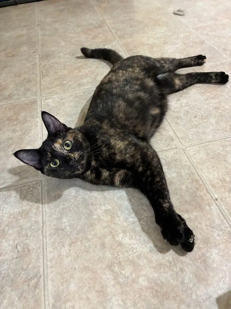 Cleo, an adult female cat up for adoption