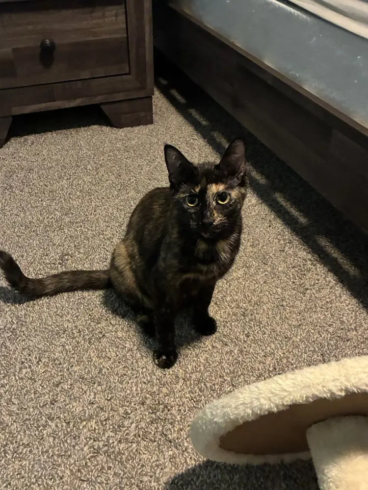 Cleo, photo 3