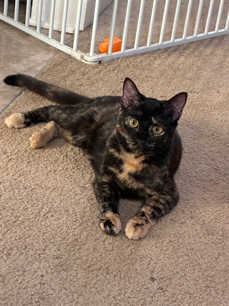 Stella, a female kitten up for adoption