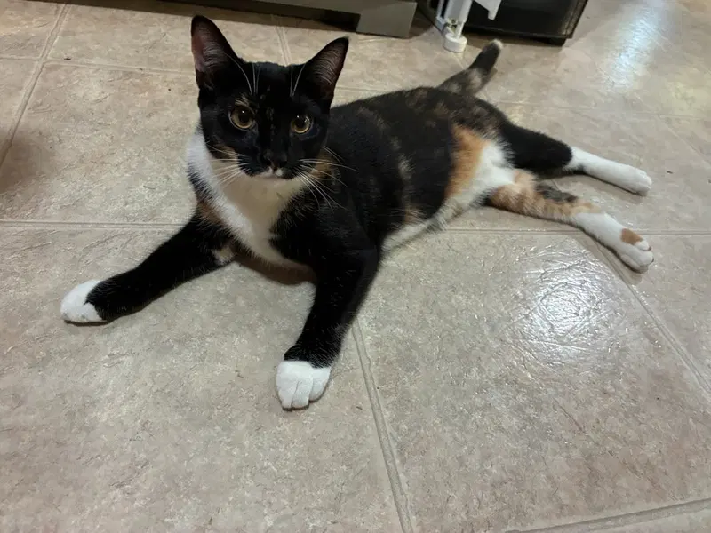 Rhea, a female kitten up for adoption