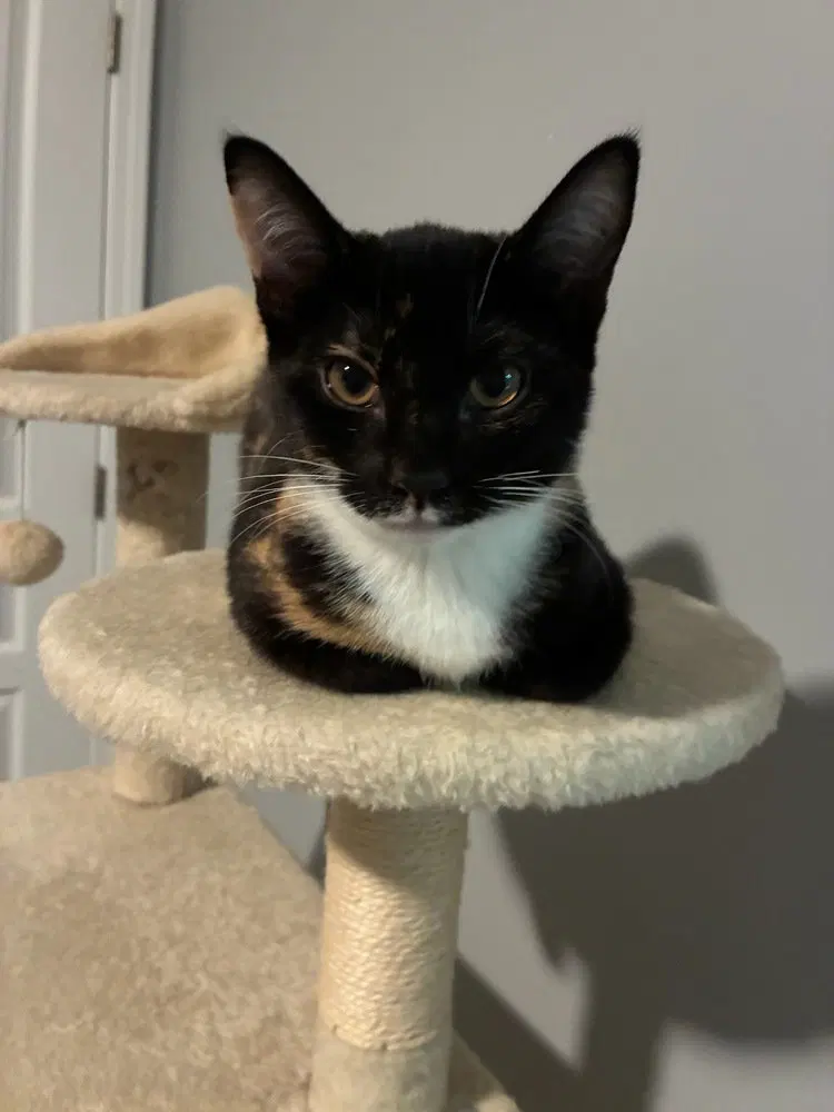 Rhea, photo 3