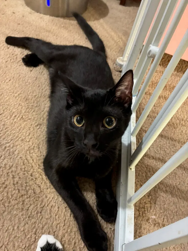 Leo, a male kitten up for adoption