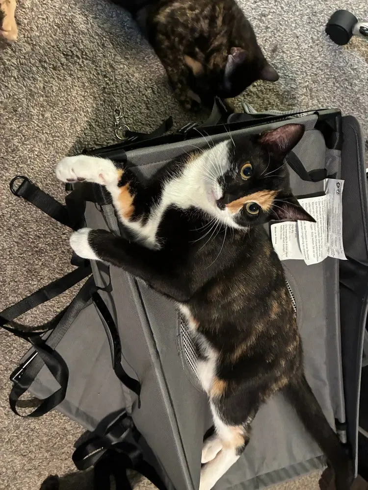 Nova, a female kitten up for adoption