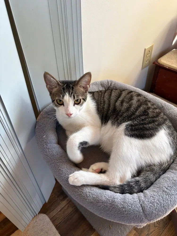Chip, a male kitten up for adoption