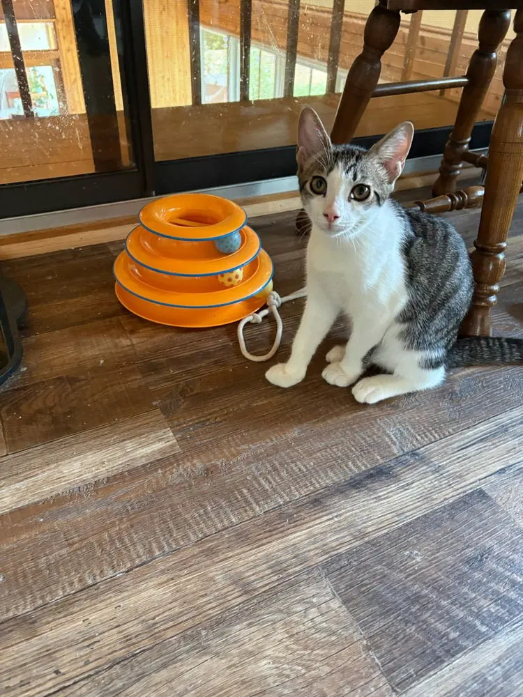 Chip, photo 2