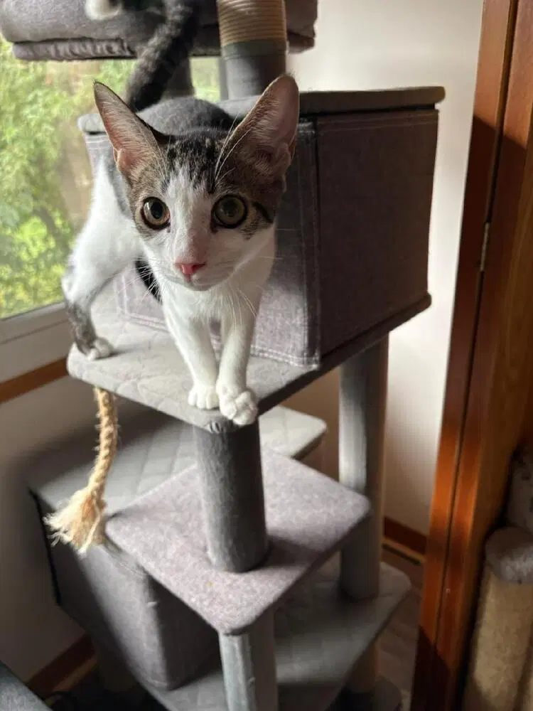 Chip, photo 3