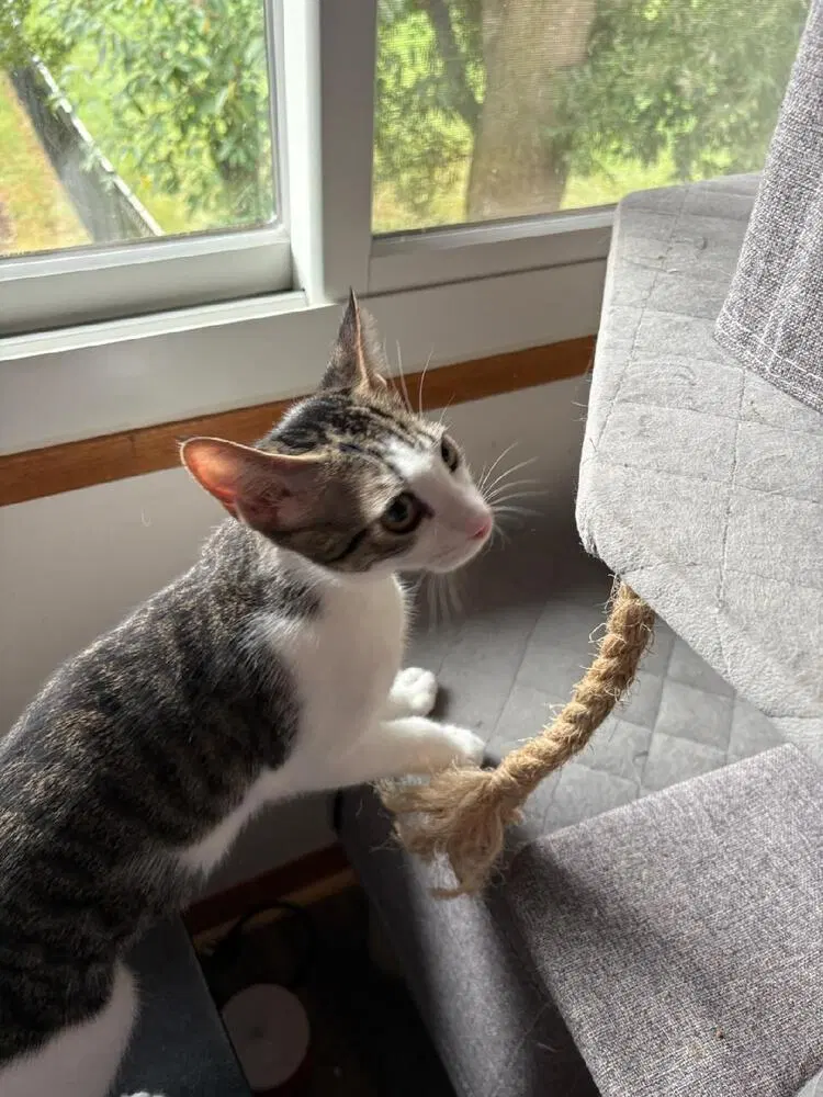 Chip, photo 4