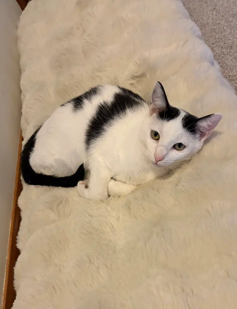 Pearl, a female kitten up for adoption