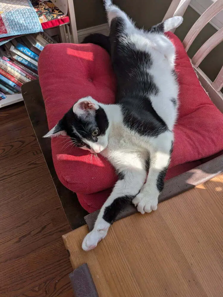 Minnie, a female kitten up for adoption