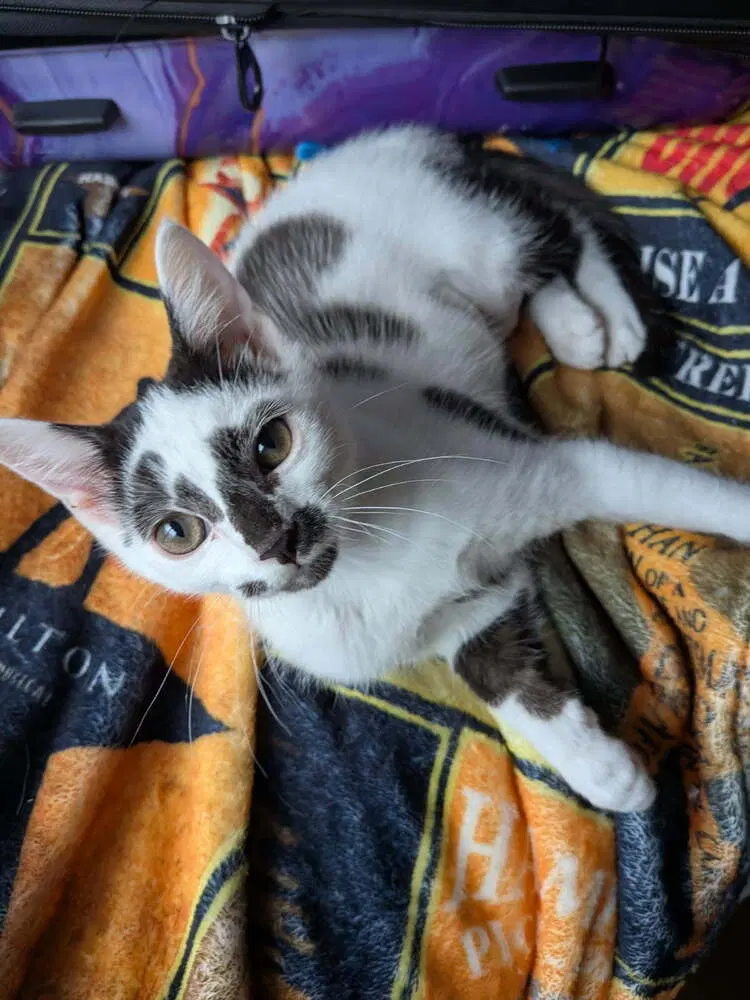 Clarabelle, a female kitten up for adoption