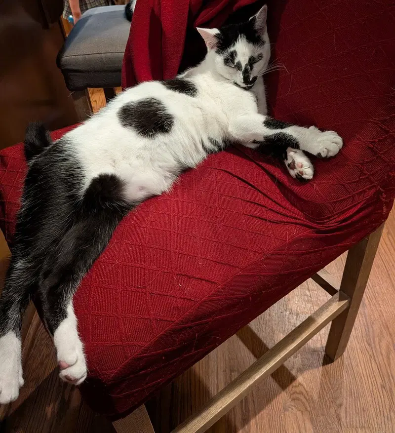 Clarabelle, photo 2