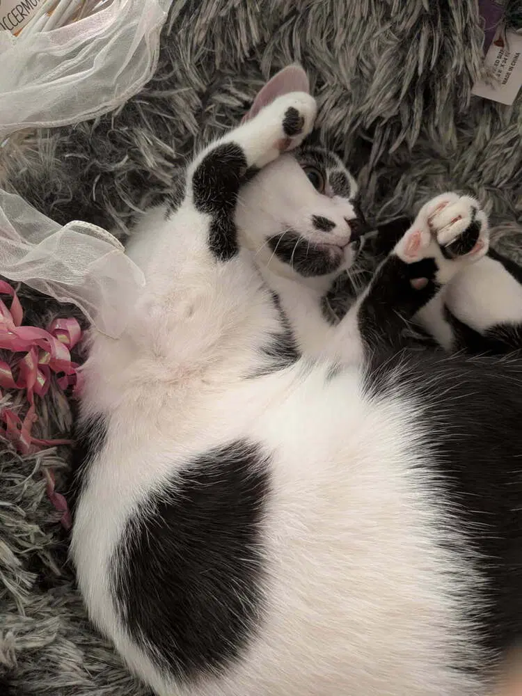 Clarabelle, photo 3