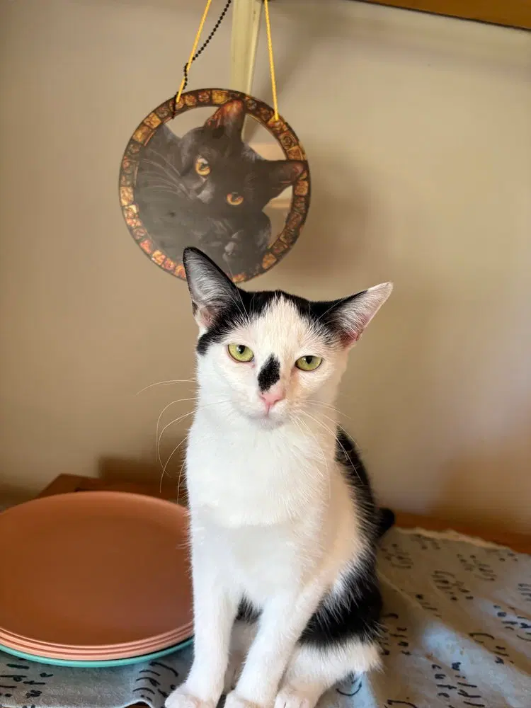 Freckle, a female kitten up for adoption