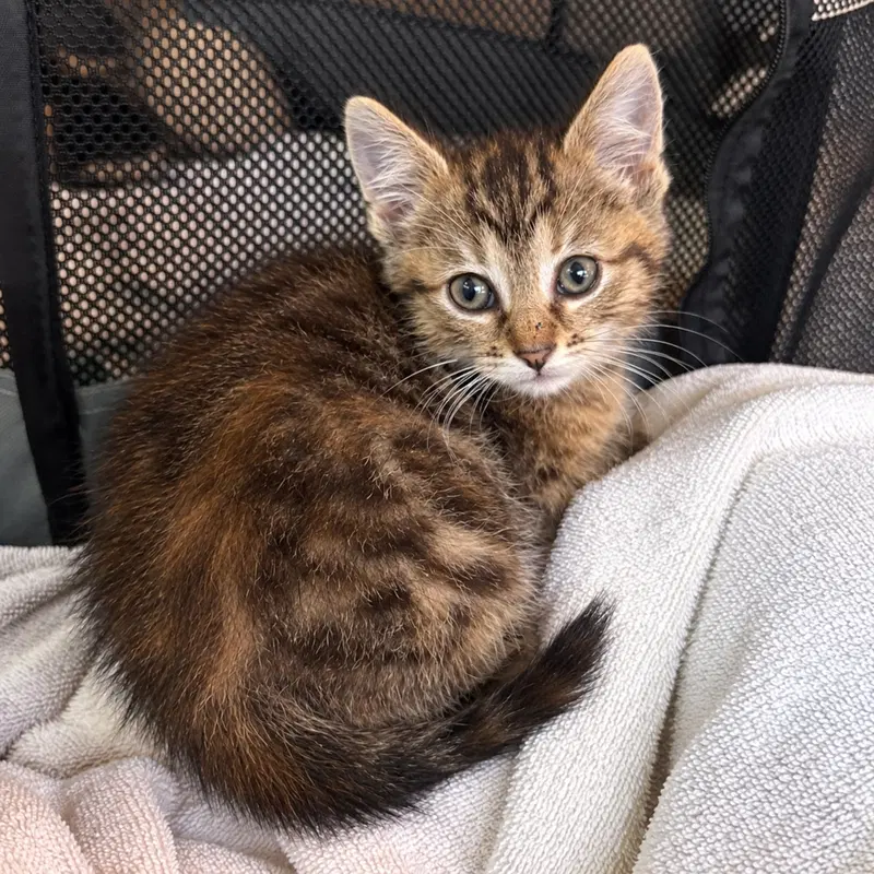 Bacon, a female kitten up for adoption
