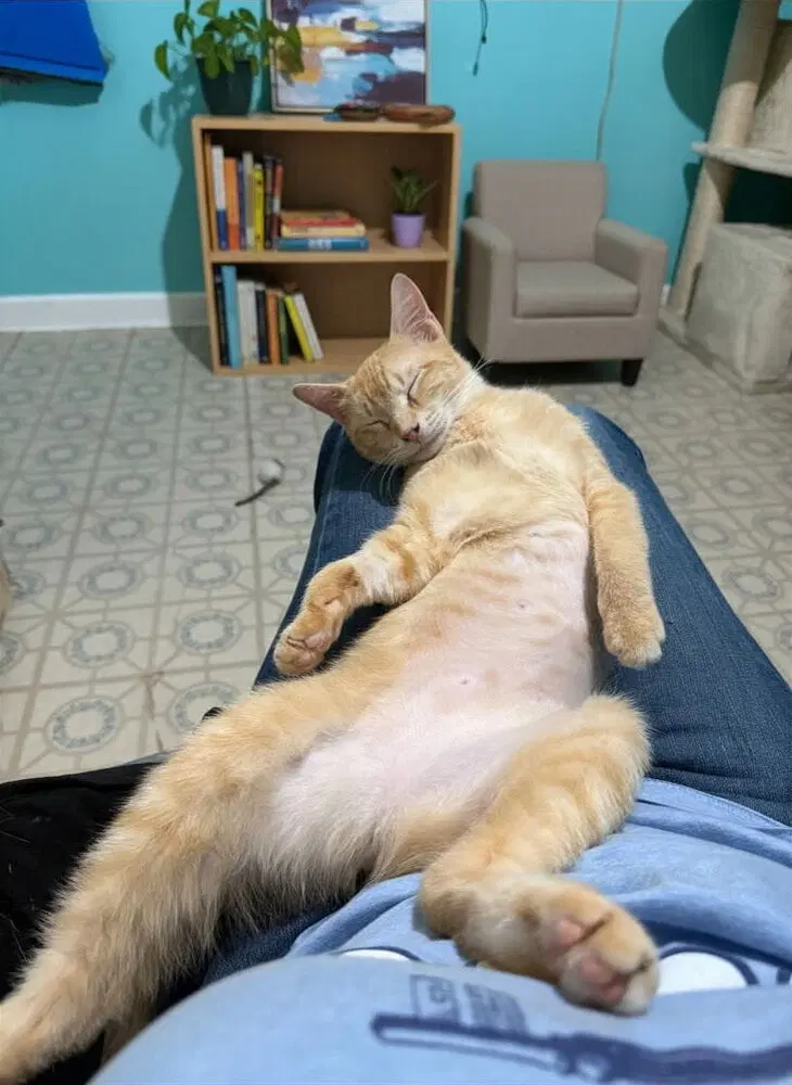 Sunkist, a young female cat up for adoption