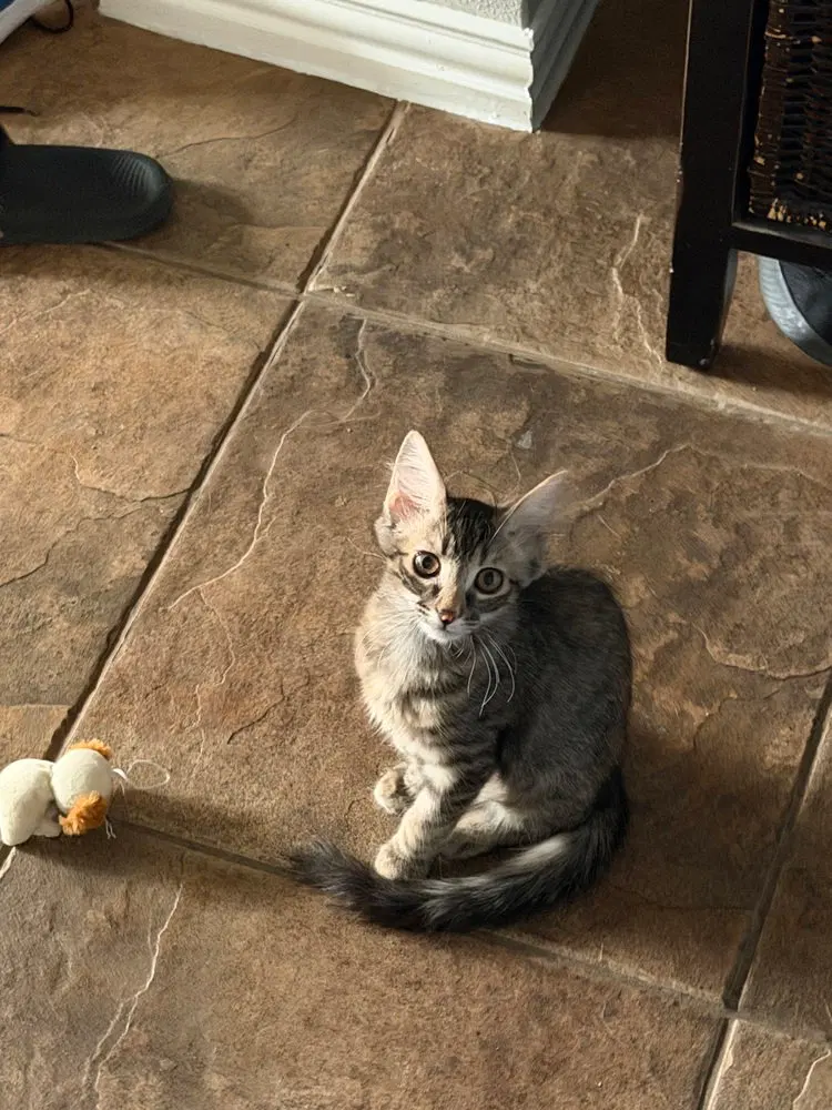 Vienna, a female kitten up for adoption