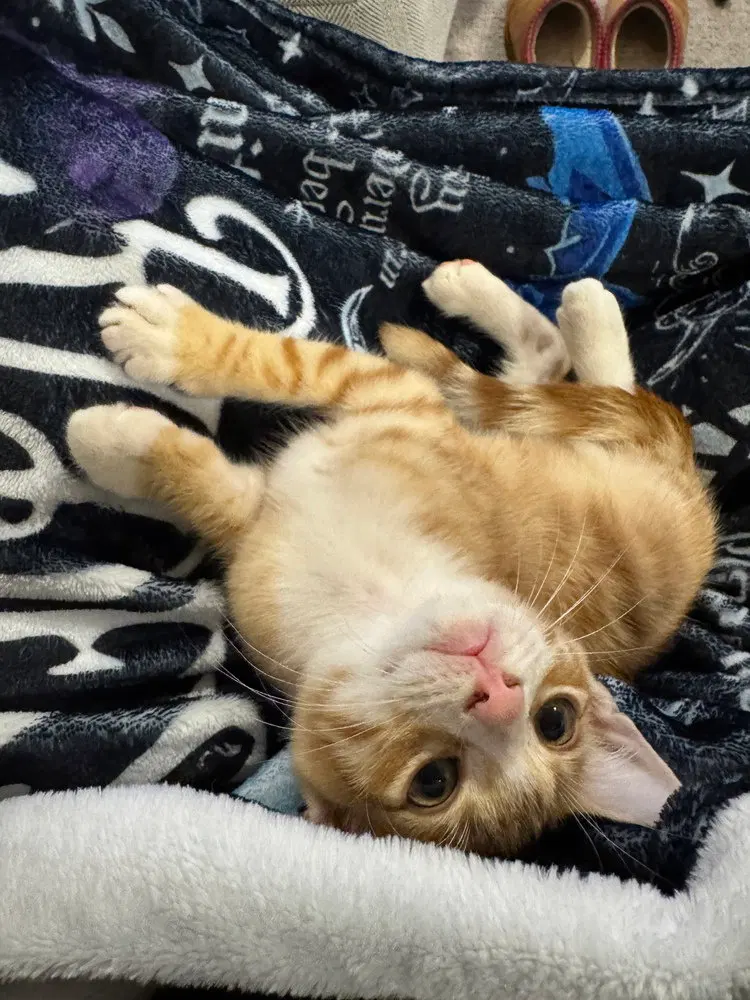 Bob Vila, a male kitten up for adoption
