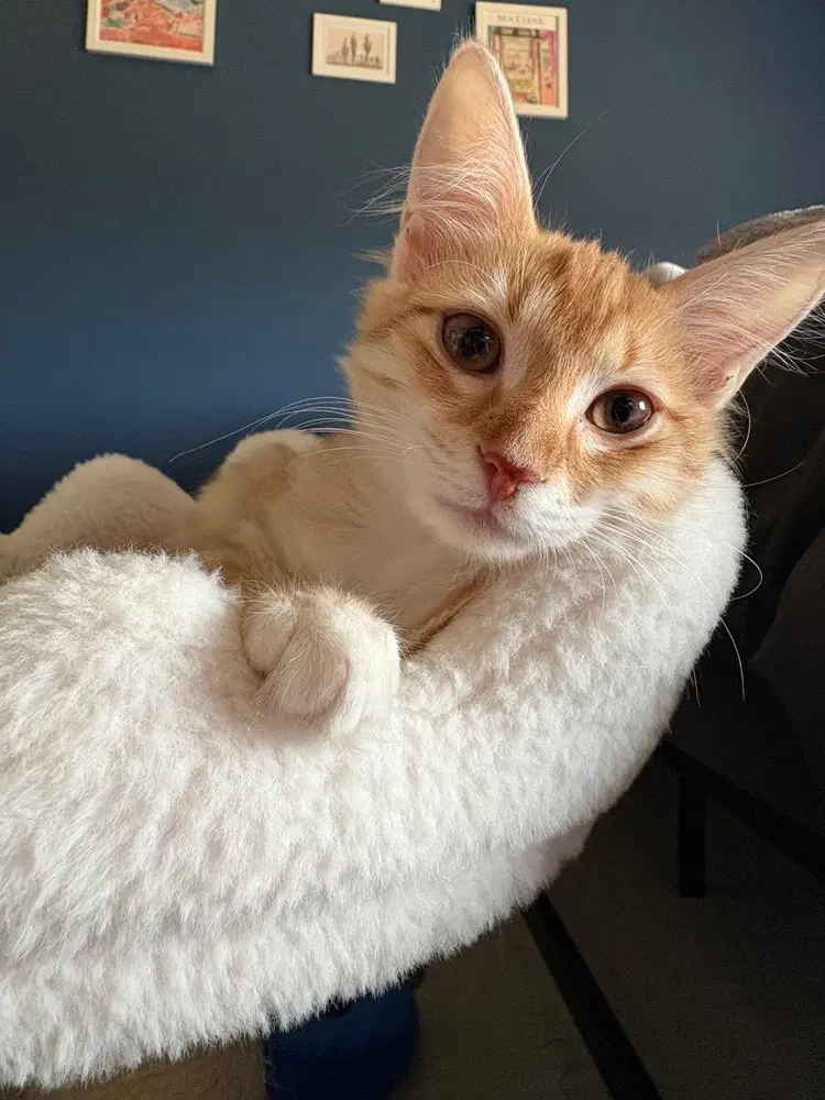 Tote, a female kitten up for adoption