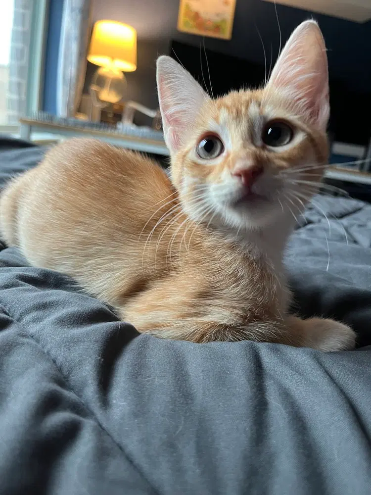 Timber, a female kitten up for adoption