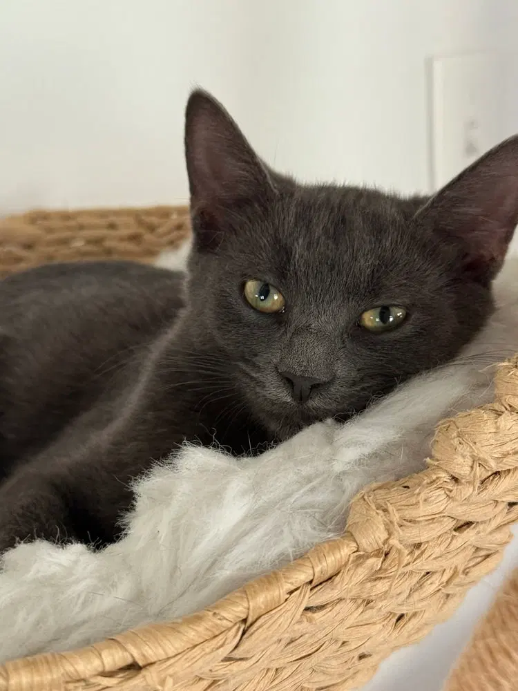 Ivan, a male Russian Blue kitten up for adoption