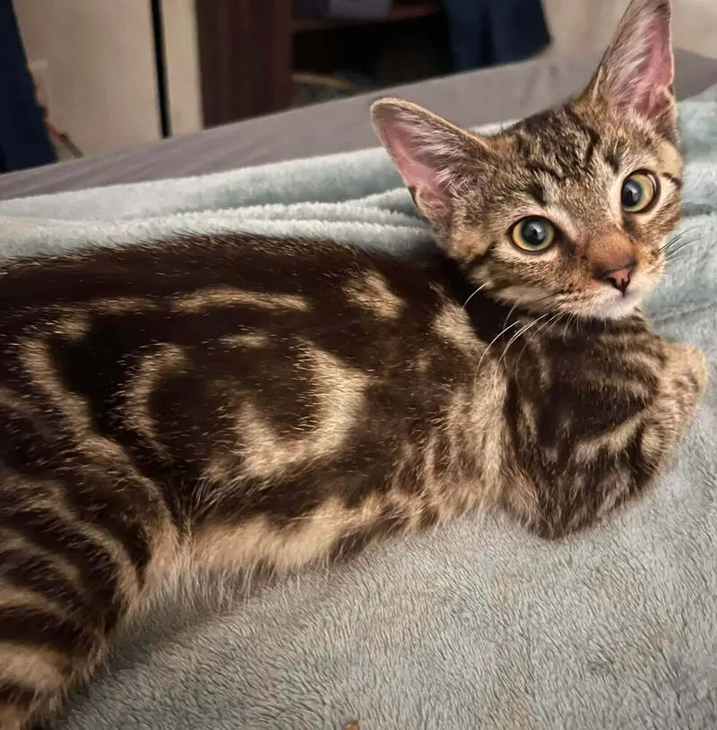 Kennet, a male kitten up for adoption