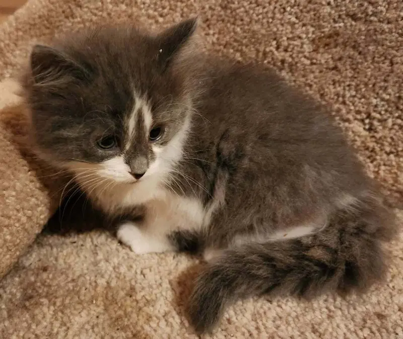 Meatloaf, a female kitten up for adoption