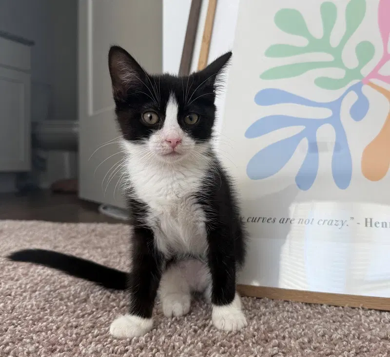Bongo, a male kitten up for adoption