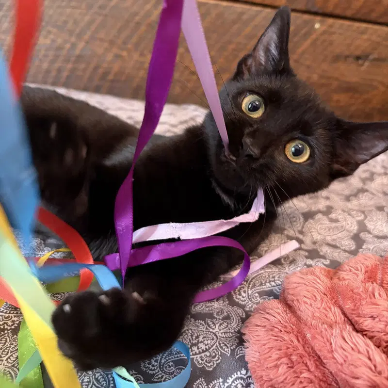 Madrid, a female kitten up for adoption