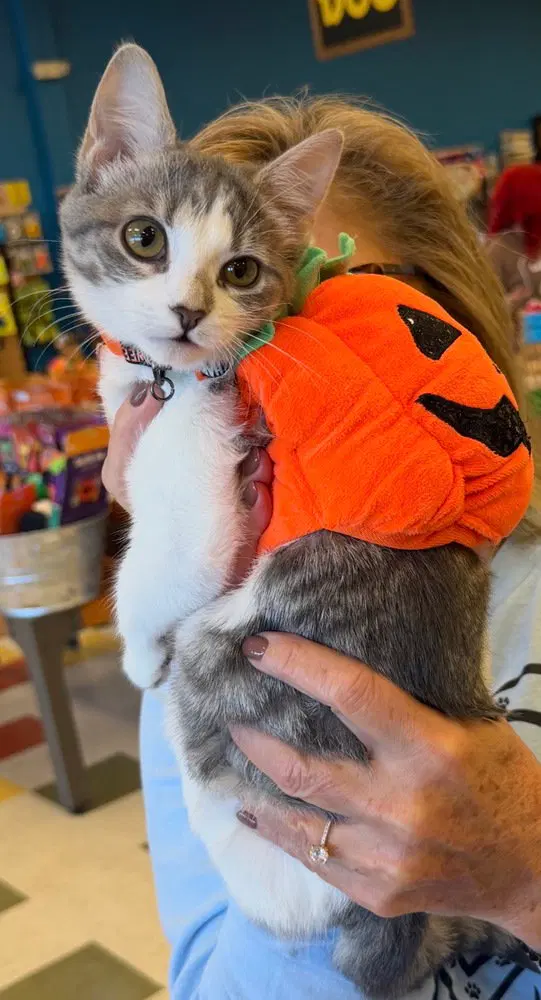Willow, a female kitten up for adoption