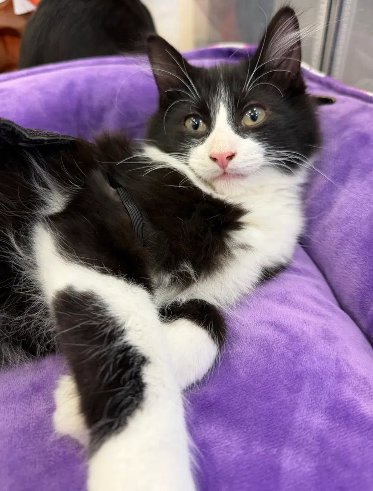 Negi, a male kitten up for adoption