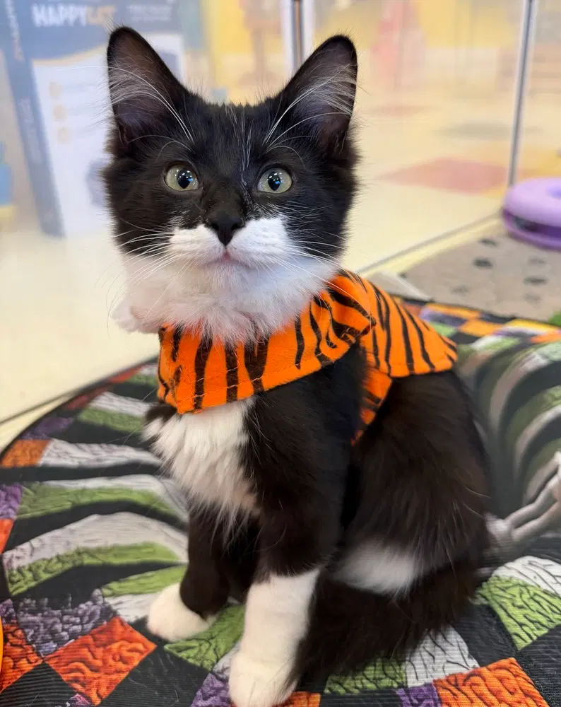Momo, a female kitten up for adoption