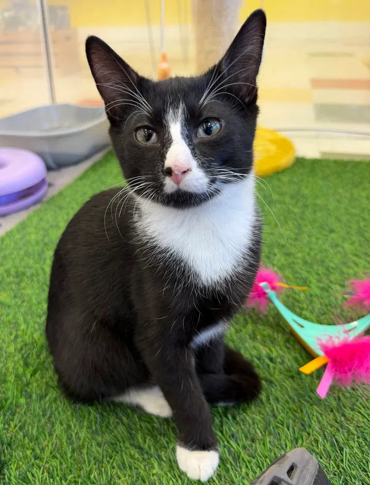Pon, a male kitten up for adoption