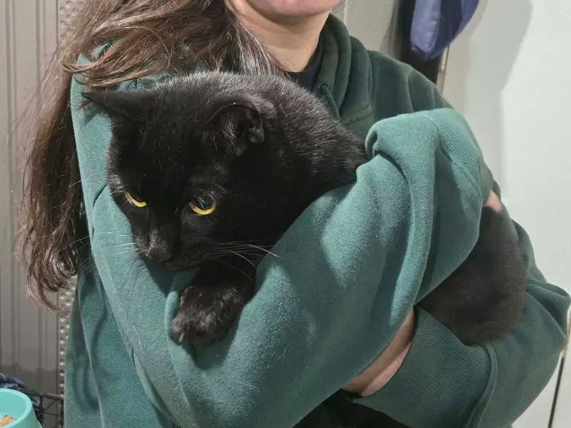 Tiny, a senior male cat up for adoption