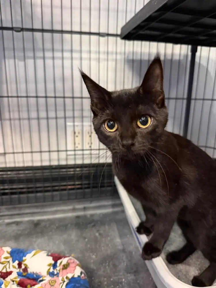 Granger, a female kitten up for adoption