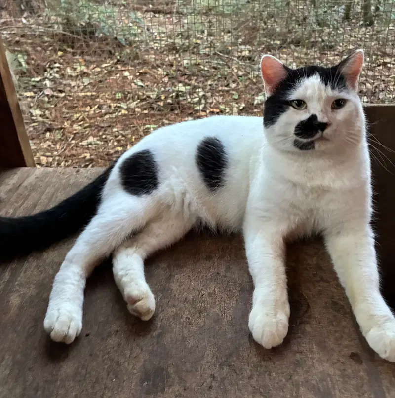 Simba, an adult male cat up for adoption