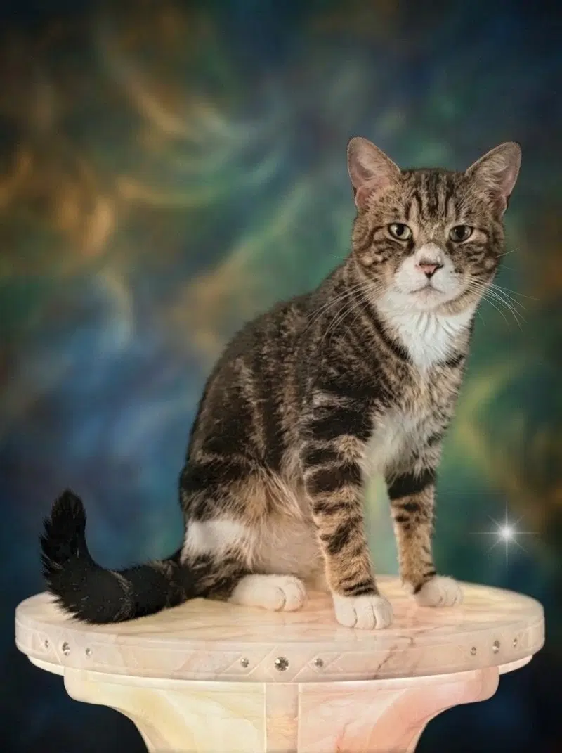 Titus, an adult male Tabby cat up for adoption