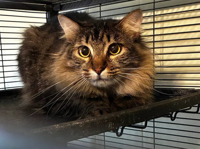 Ernie, an adult male Maine Coon cat up for adoption